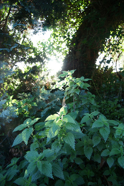 Green Shoots: Readers Flickr group on  harvest season