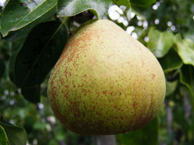 Green Shoots: Readers Flickr group on  harvest season