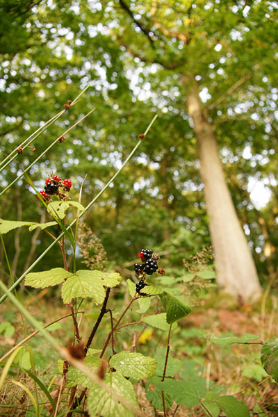 Green Shoots: Readers Flickr group on  harvest season