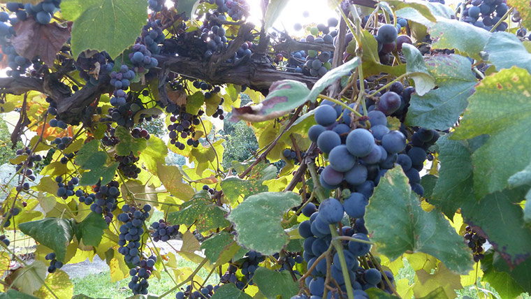 Green Shoots: Readers Flickr group on  harvest season