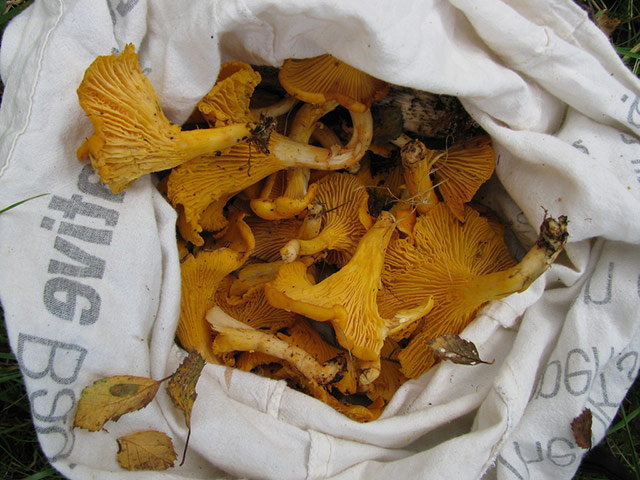 Green Shoots: Readers Flickr group on  harvest season