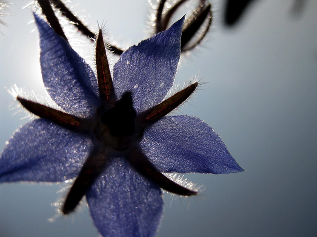 Green Shoots: Readers Flickr group on  harvest season