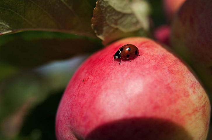Green Shoots: Readers Flickr group on  harvest season