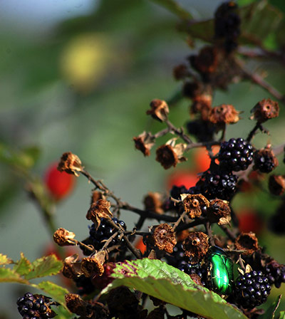 Green Shoots: Readers Flickr group on  harvest season