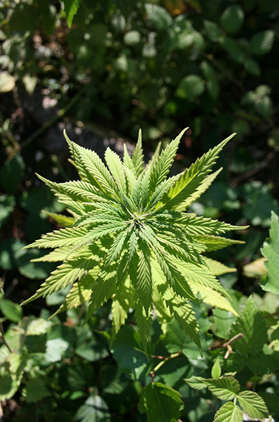 Green Shoots: Readers Flickr group on  harvest season