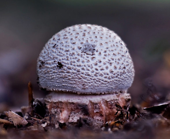 Green Shoots: Readers Flickr group on  harvest season