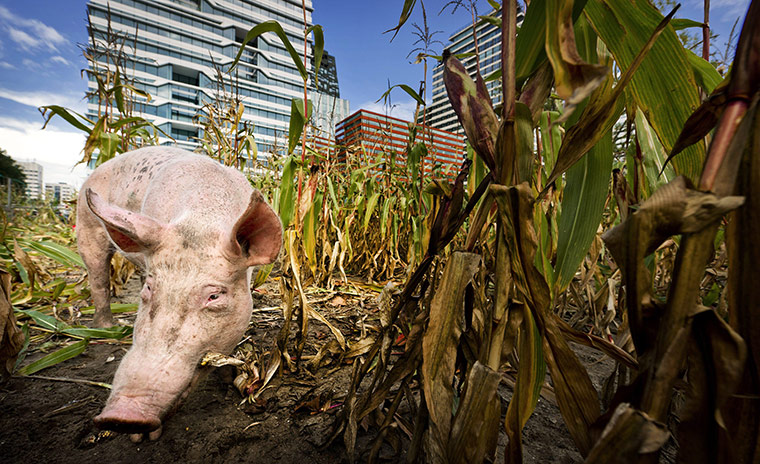 24 hours in pictures: A pig eats corn in a cornfield in the 'Zuidas' business quarter, Ansterdam