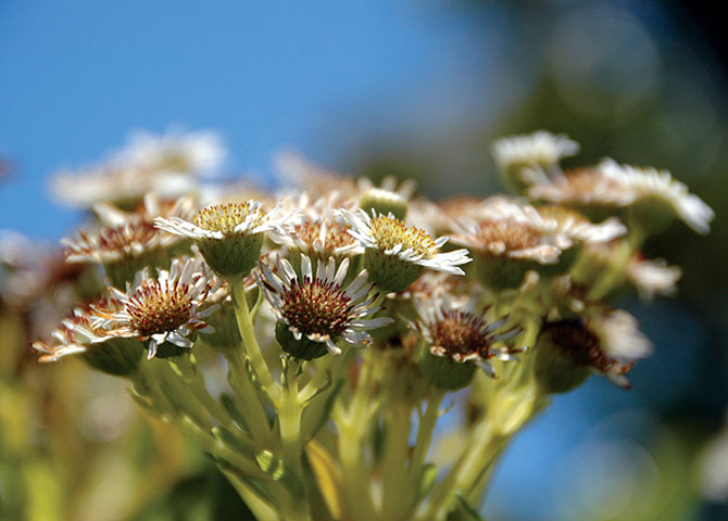 Biodiversity: Wildlife of the UK Overseas Territories