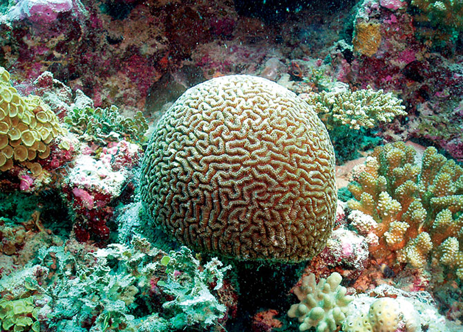 Biodiversity: Wildlife of the UK Overseas Territories