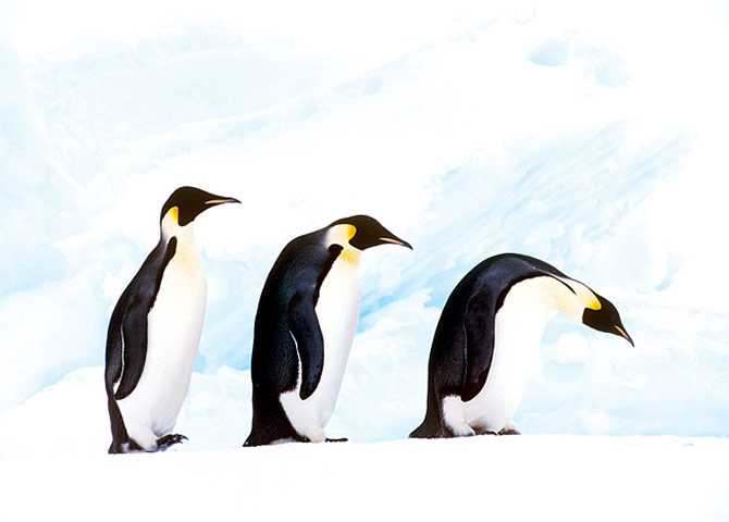 Biodiversity: Wildlife of the UK Overseas Territories