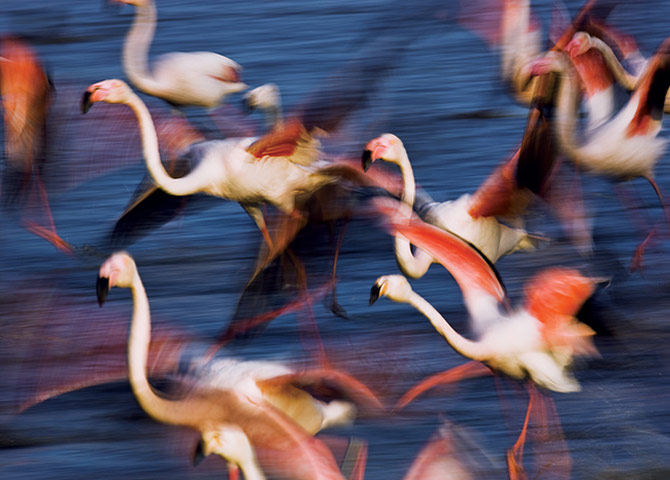 Biodiversity: Wildlife of the UK Overseas Territories