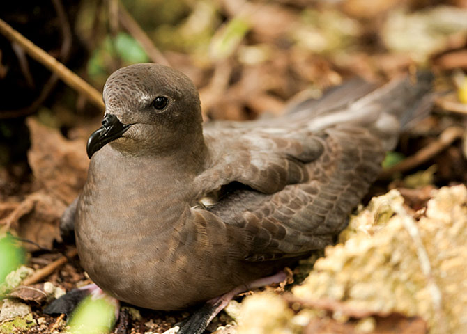 Biodiversity: Wildlife of the UK Overseas Territories
