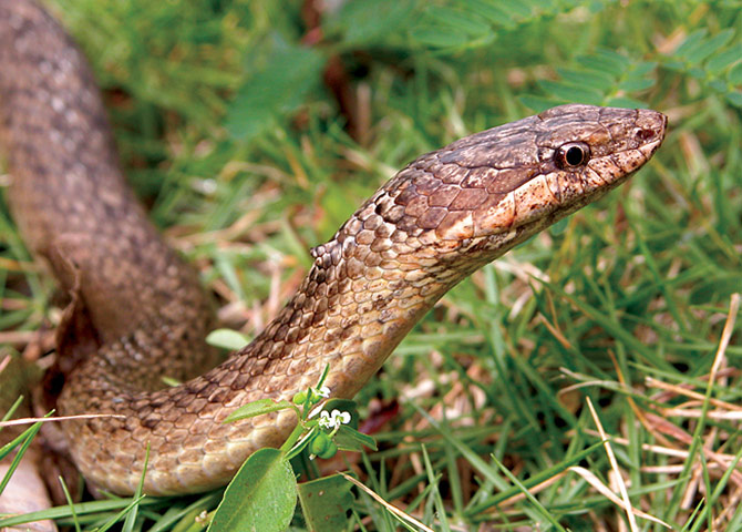 Biodiversity: Wildlife of the UK Overseas Territories