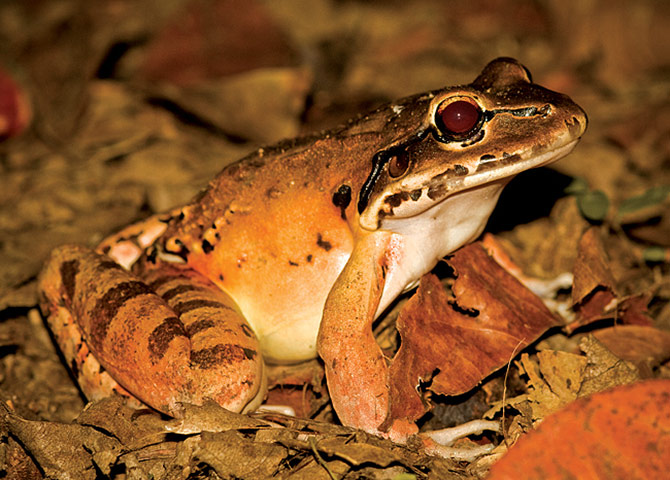 Biodiversity: Wildlife of the UK Overseas Territories