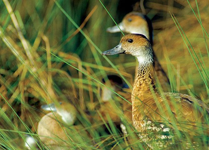 Biodiversity: Wildlife of the UK Overseas Territories