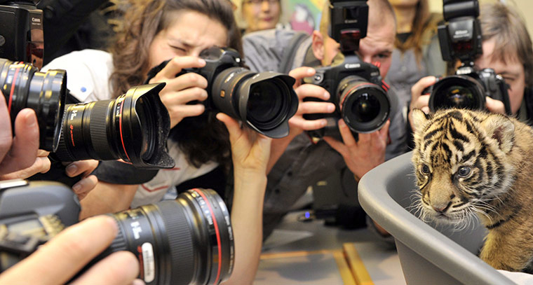 24hours: Tiger baby 'Daseep' in Frankfurt Zoo