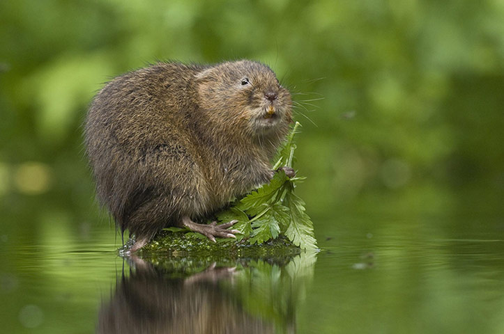 British Wildlife: British Wildlife Photography Awards