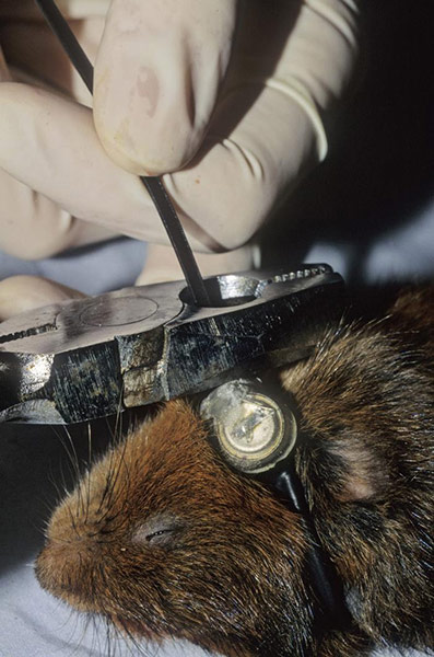 British Wildlife: British Wildlife Photography Awards