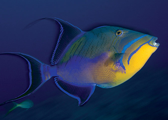 Biodiversity: Wildlife of the UK Overseas Territories