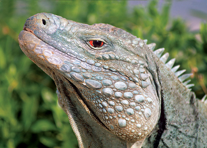 Biodiversity: Wildlife of the UK Overseas Territories