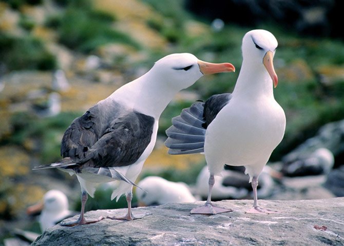 Biodiversity: Wildlife of the UK Overseas Territories
