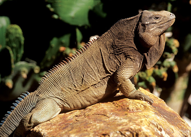 Biodiversity: Wildlife of the UK Overseas Territories