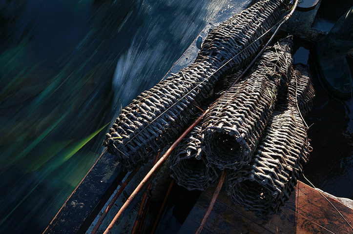 Eel fishing: Traditional eel fishing, Outwell, UK