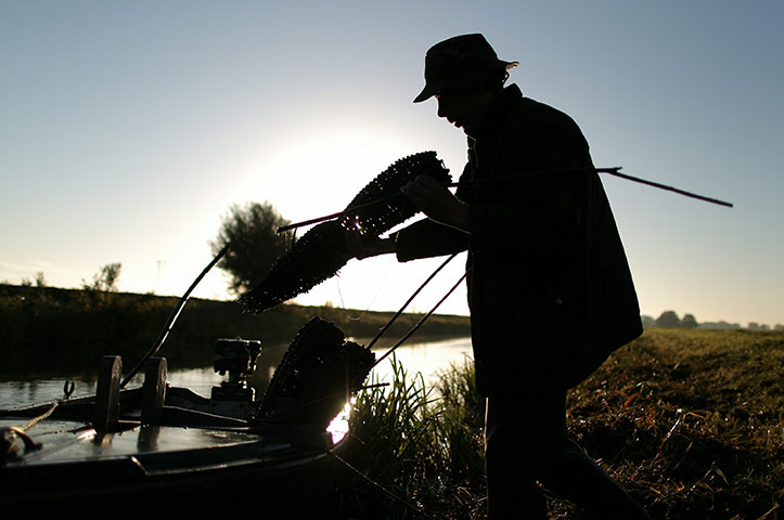 Eel fishing: Traditional eel fishing, Outwell, UK
