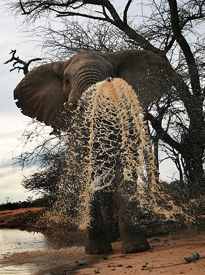 In Pictures: Action: elephant spraying water