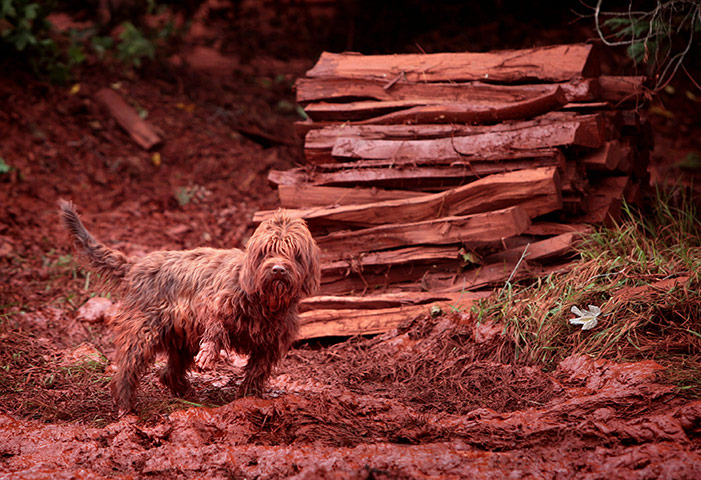 Toxic sludge Hungary: A pet dog covered in toxic mud 