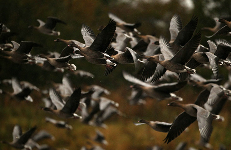 24 hours in pictures: Pink footed geese take off to feed from Montrose Basin Scotland
