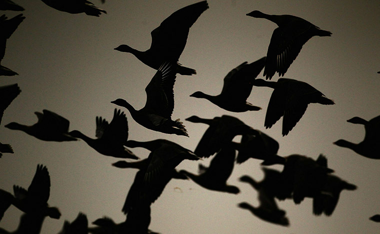 Week in wildlife: Thousands Of Pink Footed geese Return To Scotland For The Winter