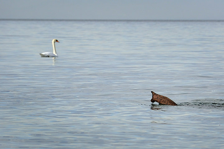 Week in wildlife: A swan swims as an elephant from the Circus Knie bathes in Lake Geneva