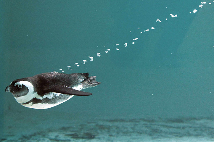 Week in wildlife: An African penguin swims in his pool at the Servion Zoo in Servion