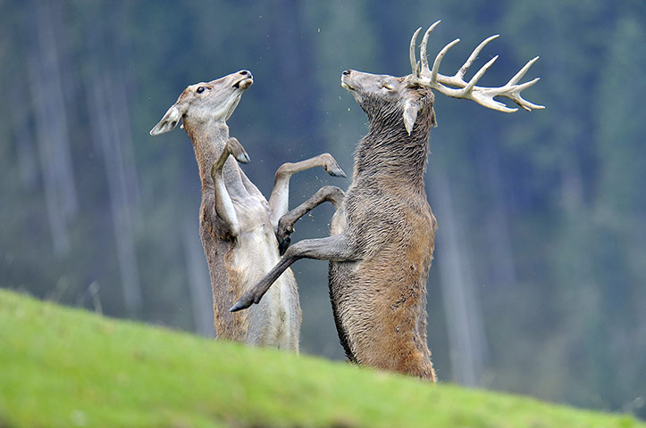 Week in wildlife: A stag and a doe interact during the rutting season 
