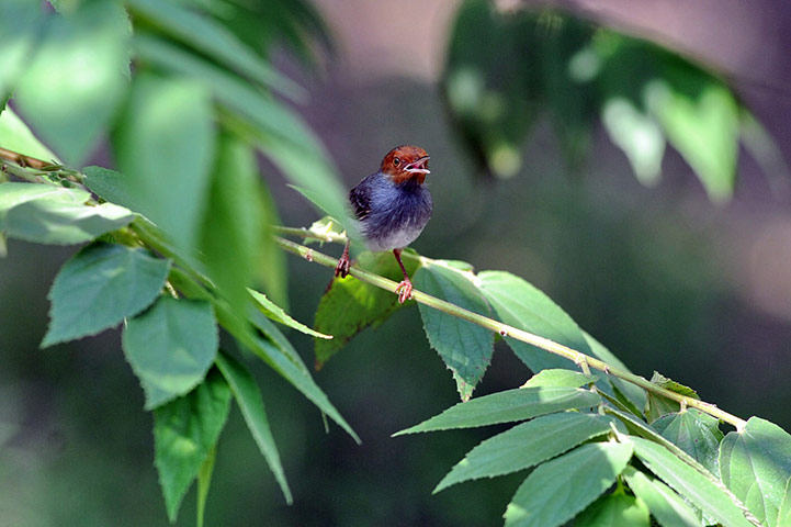 Week in wildlife: An Ashy Tailorbird at the Sungei Buloh Wetland Reserve