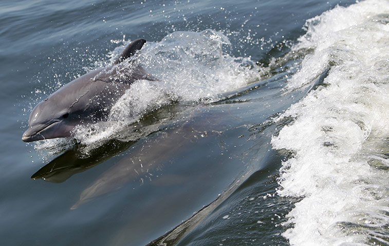 Week in wildlife: Dolphin species attempt 'common language'