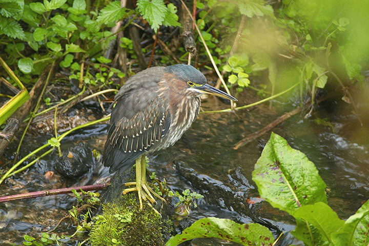 Week in wildlife: Green Heron in the Lost Valley by Heligan’s wildlife team