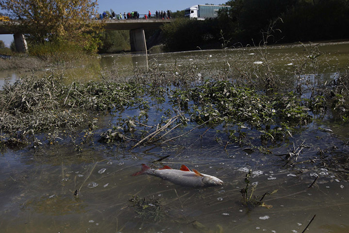 Toxic Spill Update: A dead fish is seen in the Marcal river in Koronco