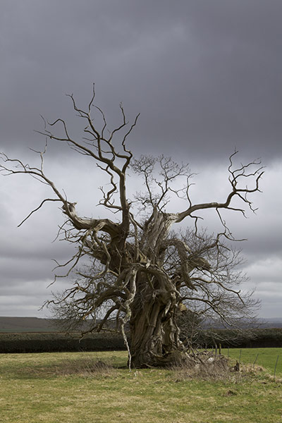 Selwood Living Landscape: Somerset Wildlife Trust exhibition