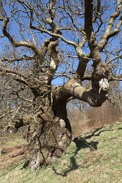 Selwood Living Landscape: Somerset Wildlife Trust exhibition