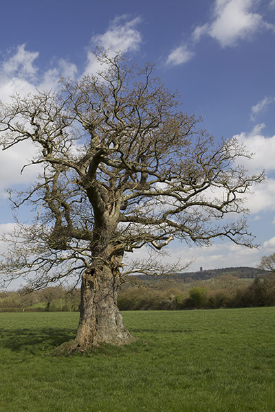 Selwood Living Landscape: Somerset Wildlife Trust exhibition