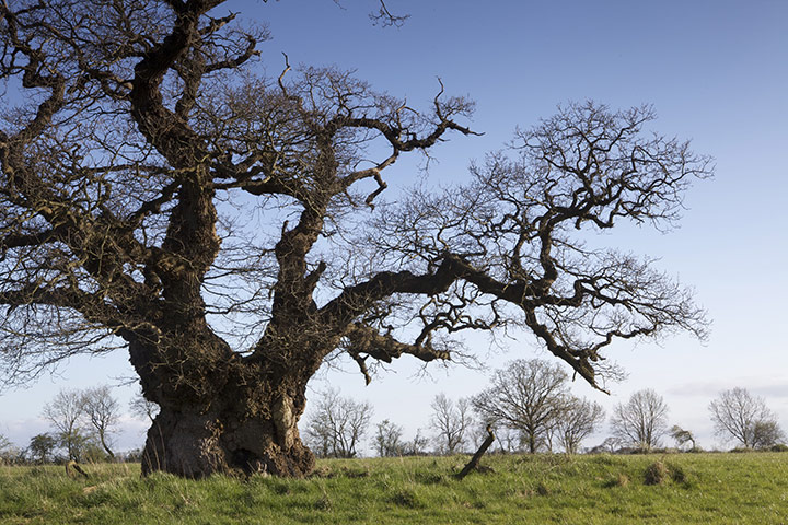 Selwood Living Landscape: Somerset Wildlife Trust exhibition