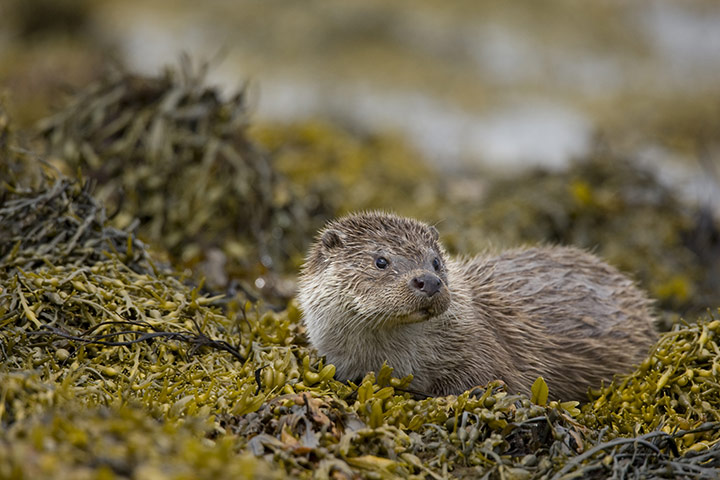 Selwood Living Landscape: Somerset Wildlife Trust exhibition