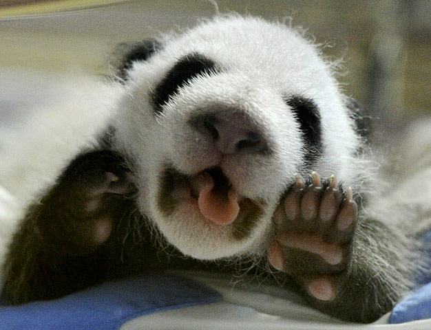 24 hours in pictures: One of the newly born twins panda cubs g