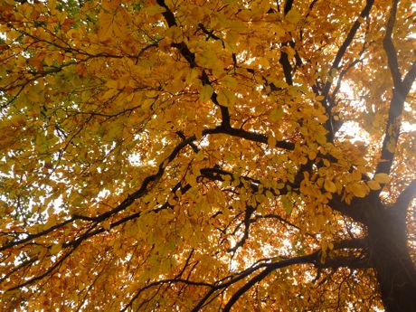 beech