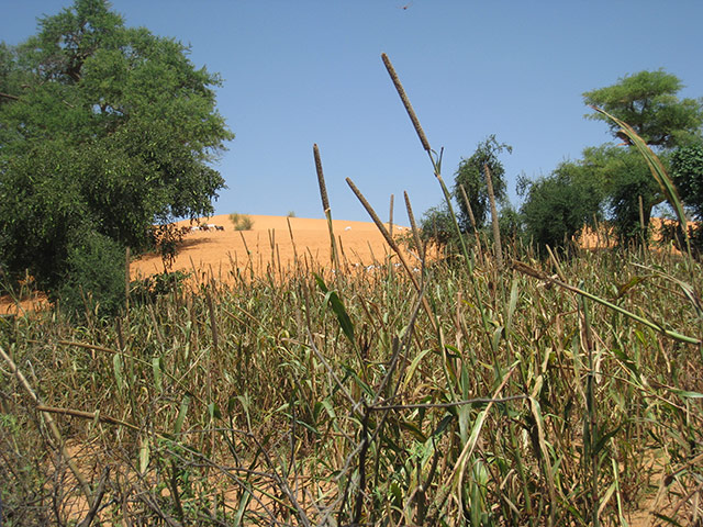 MDG Mali: Desertification on the outskirts of the town of Annakila