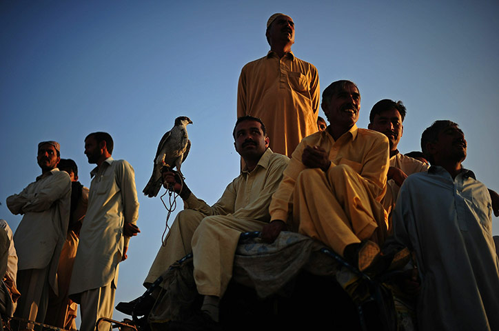24 hours in pictures: bull racing tournament in pakistan