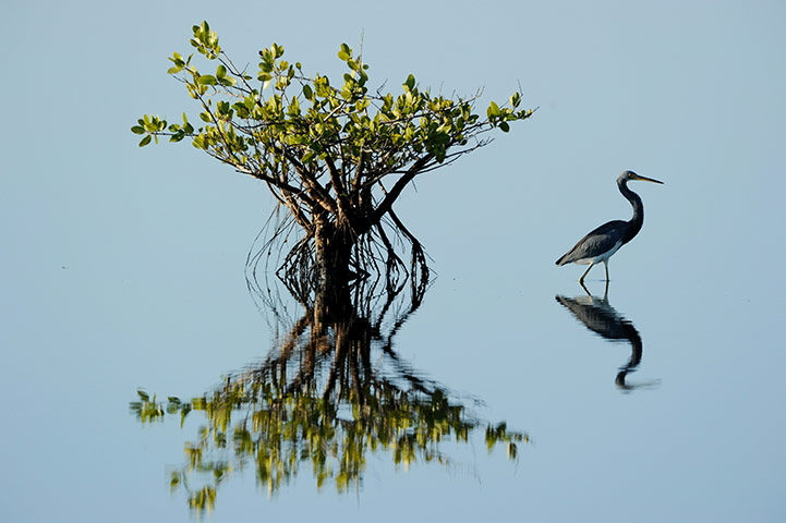 24 hours in pictures: A Tricolored Heron in Florida