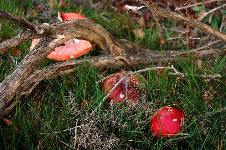 Green shoots: October flickr group on Autumn colours